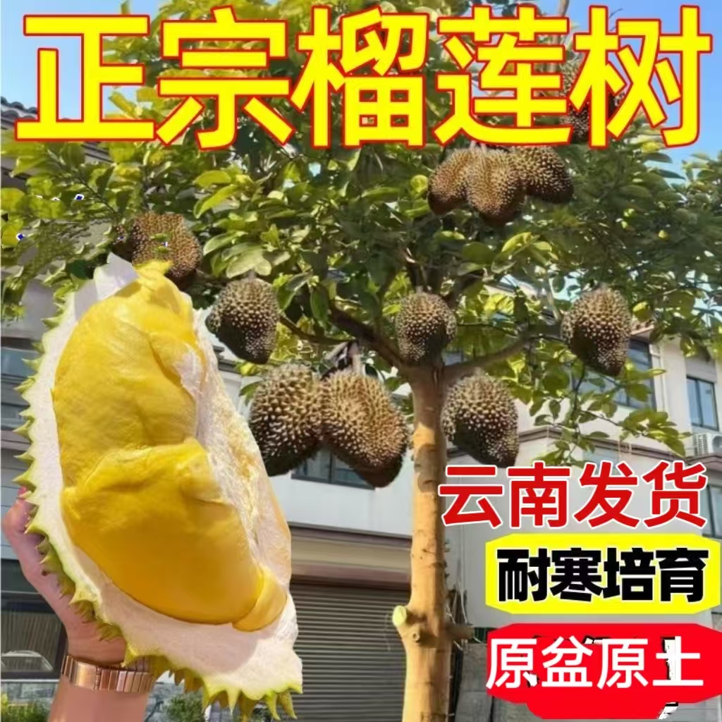 云南直发 原杯原土 猫山王 金枕头