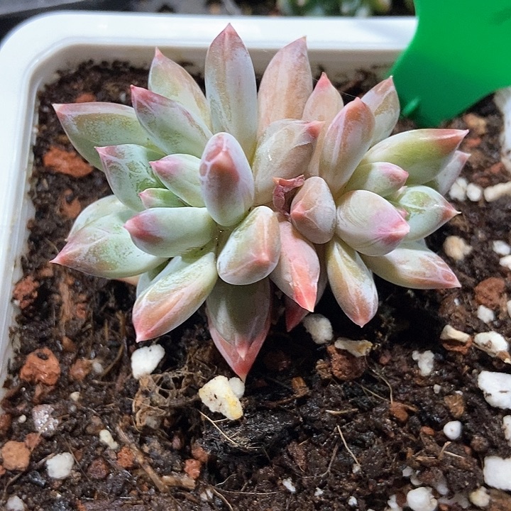 多肉植物770多肉