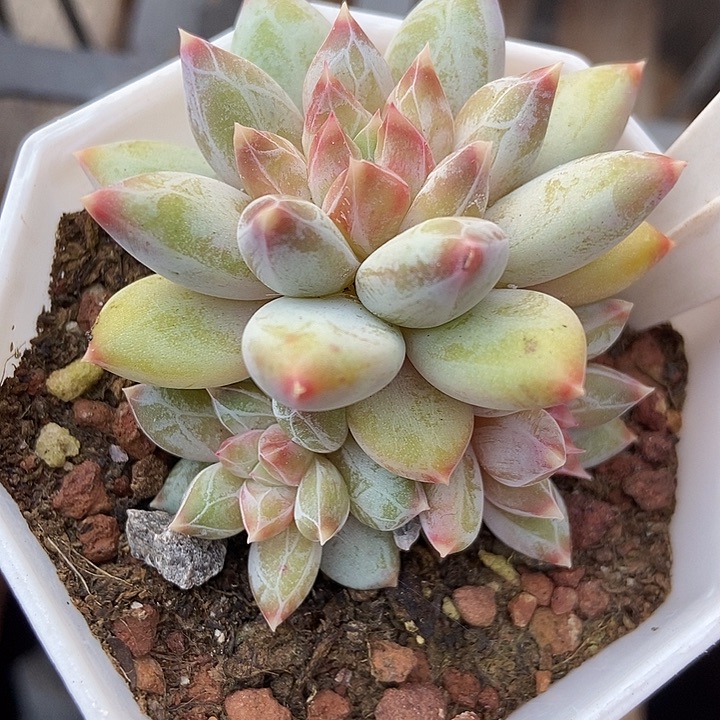 多肉植物伊丽莎白960