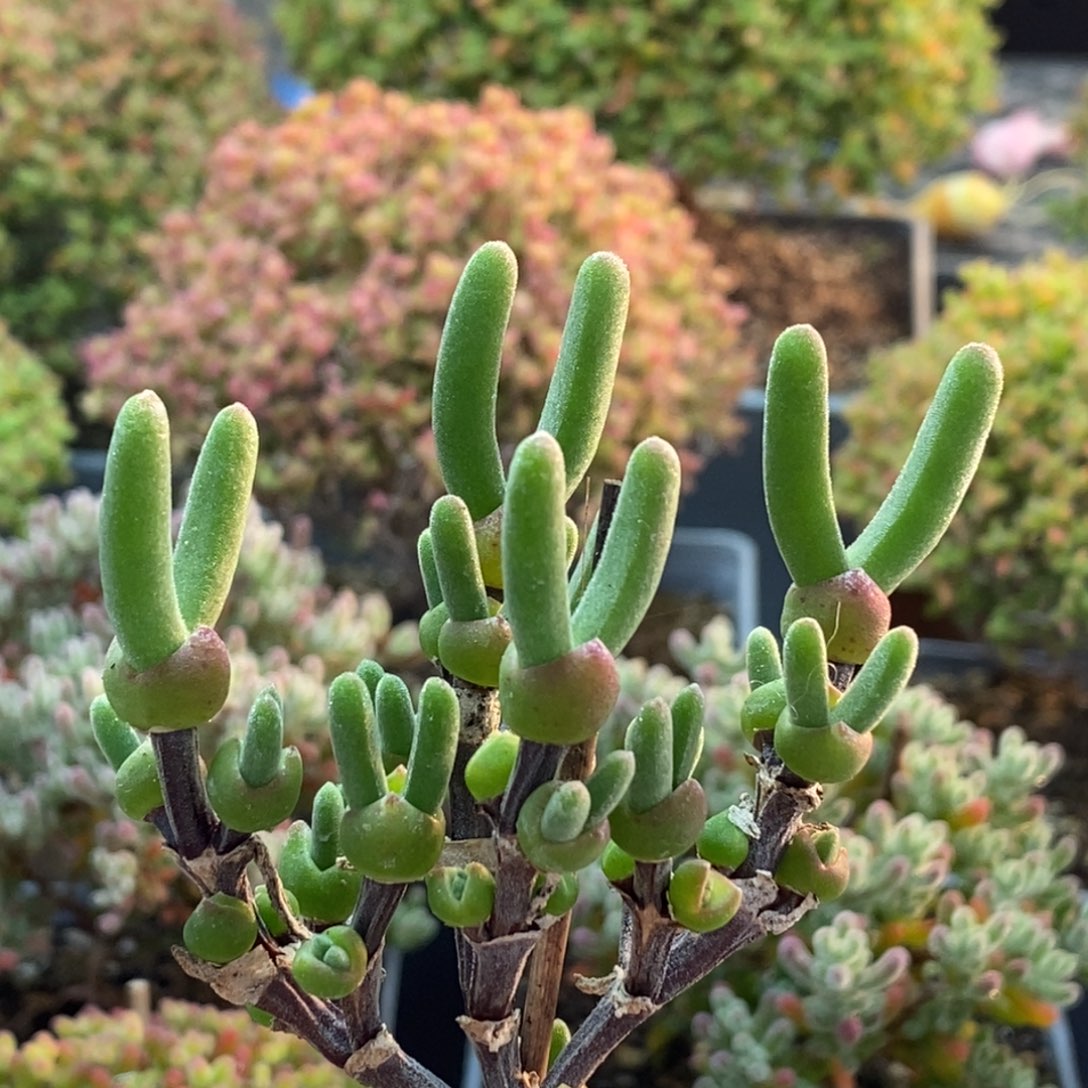 7***饱枝干兔子2657枝干番杏