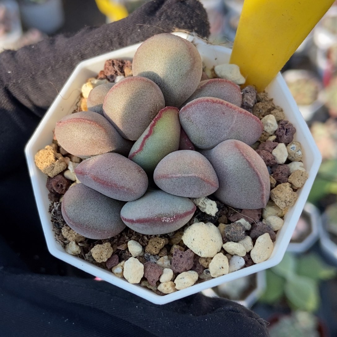  835红蛋多肉植物