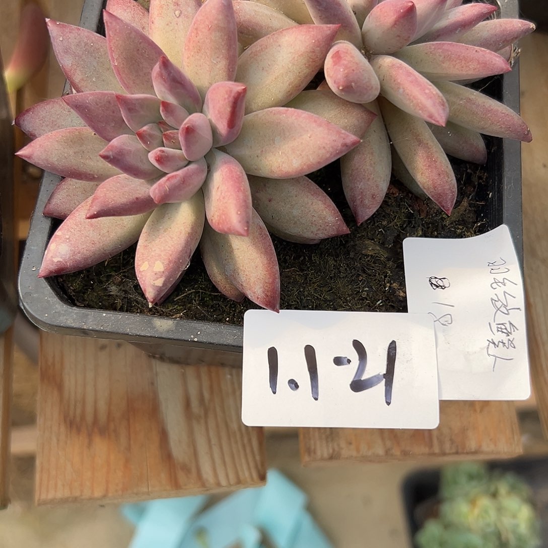 流***火1.1-21羽毛纹虞美人多肉