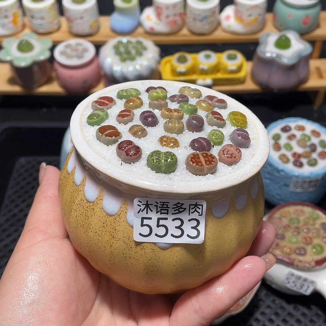 带盆土植物 一物一拍5533