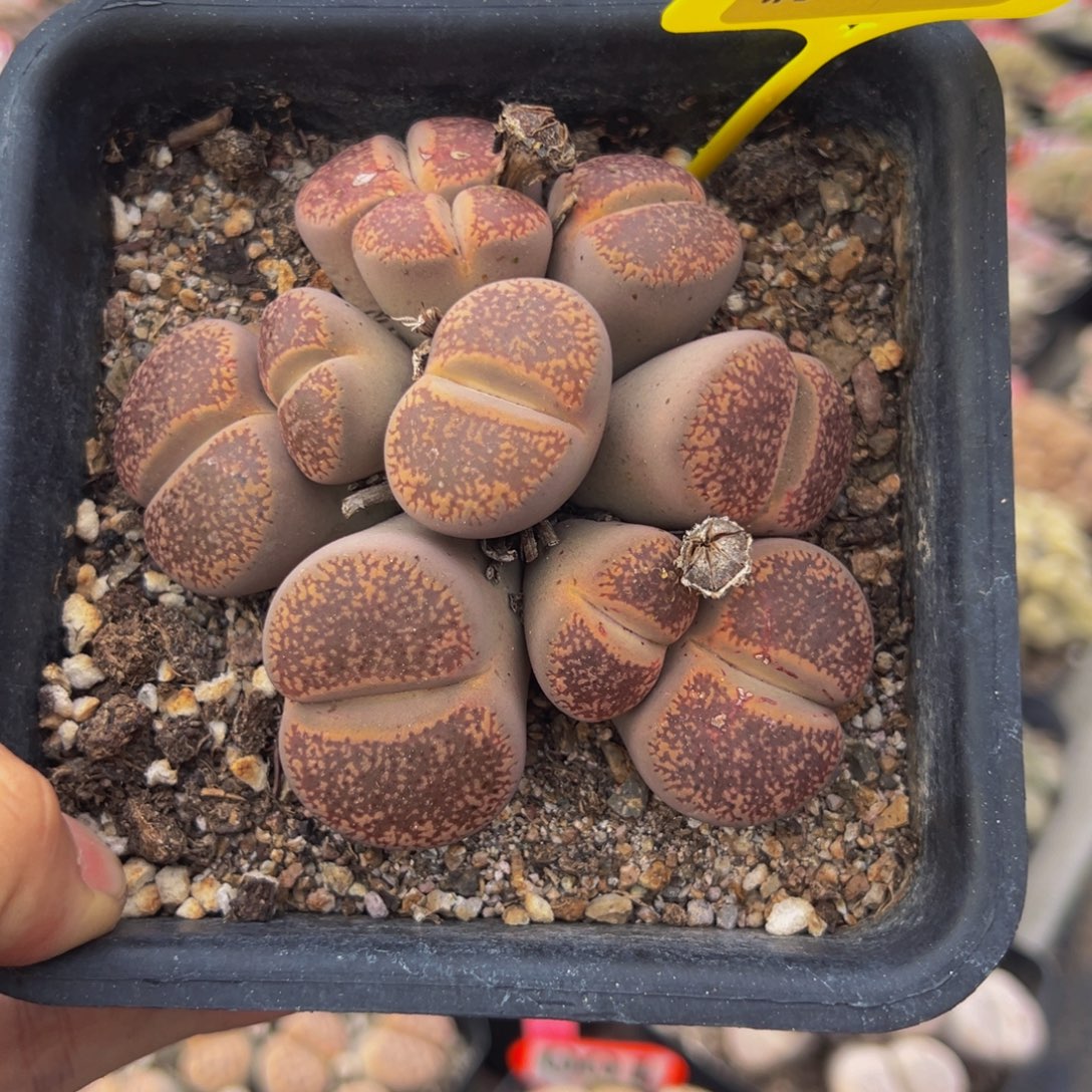 089 生石花大群生大群生