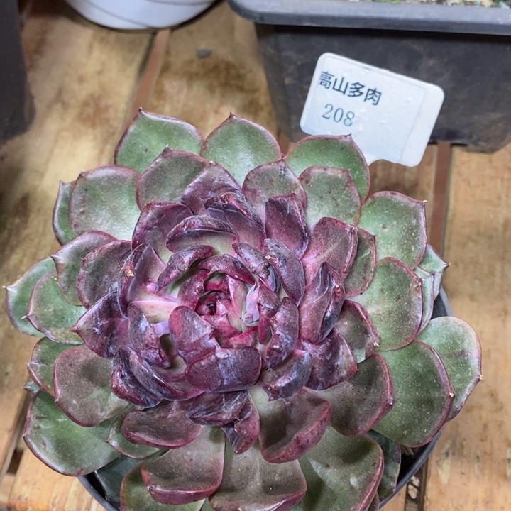 D208- 直播福利 蓝莓