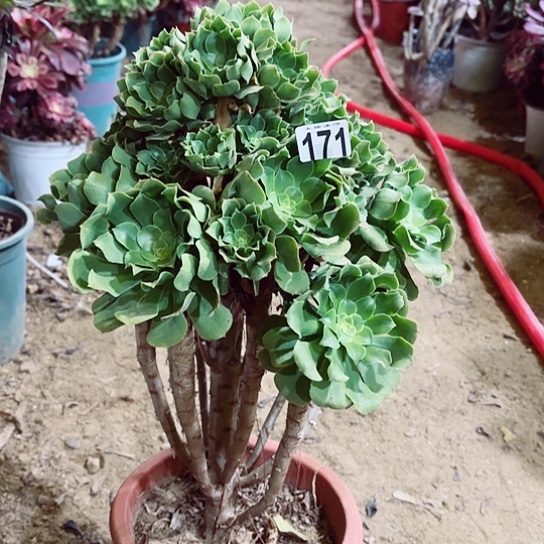 171绿羊绒老桩法师