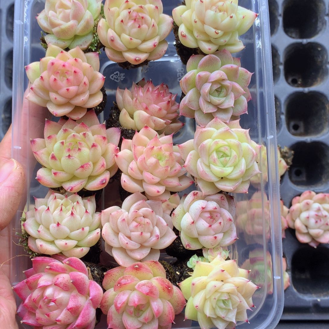 反反复复还是很开心的063