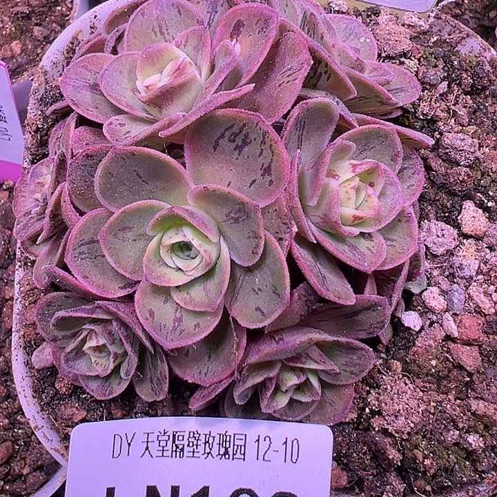 老***姐露妮108群生紫莜Ｘ晶钻Ｘ若初+带方杯