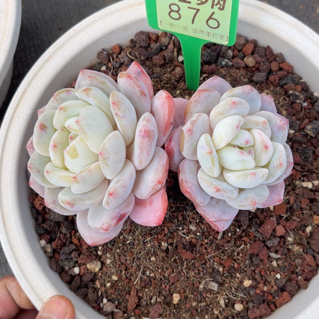 云尘多肉一物一拍876