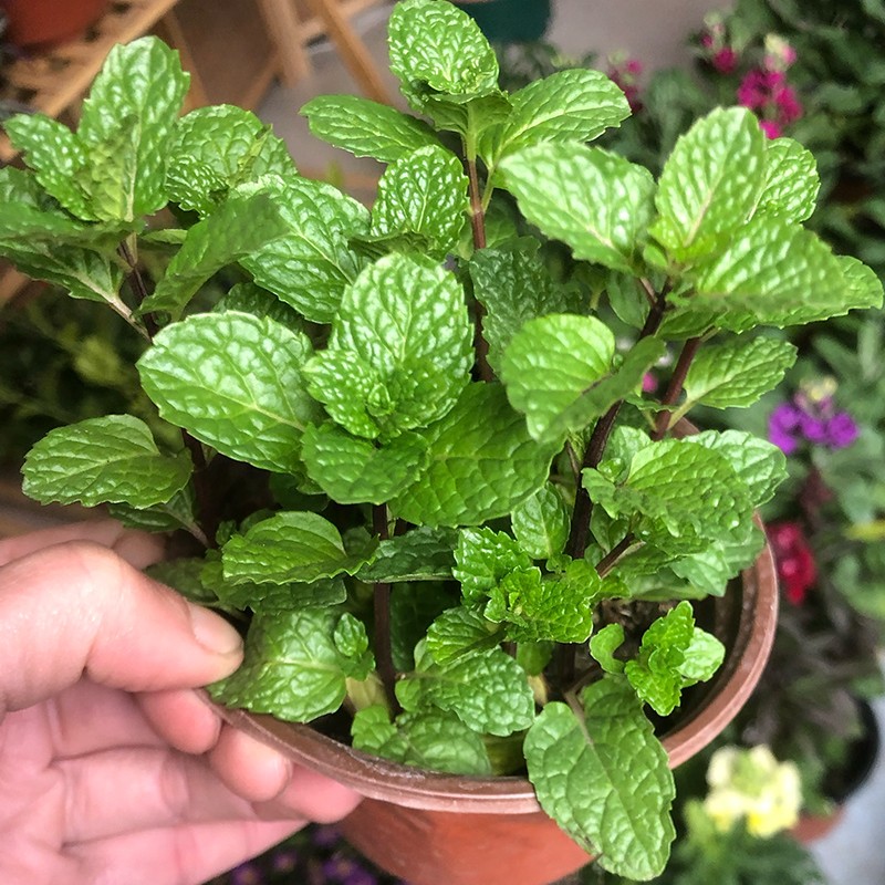 薄荷盆栽皱叶留兰香花小蜂耐寒耐热皮实好养庭院阳台室内新鲜绿植