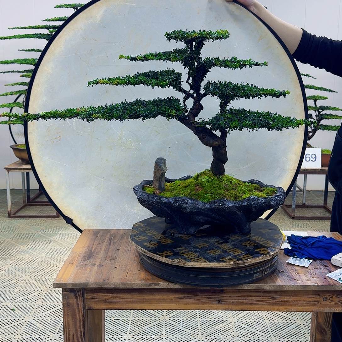 无花朵珍珠红芽罗汉松造型盆景
