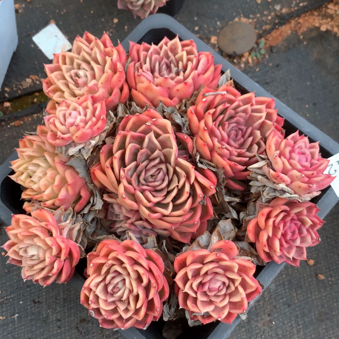 2642杂交多肉植物基地