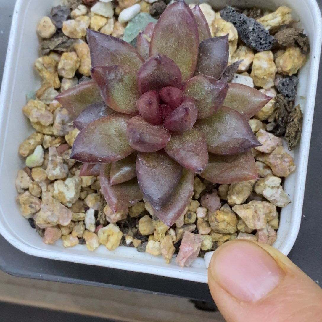 精品多肉一物一拍不包整67