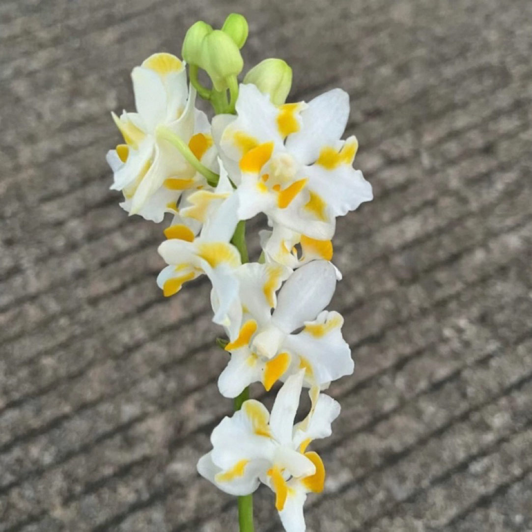 湾湾稀缺花苗【金镶白猫】2.8寸杯带花剑根系可以可挑苗