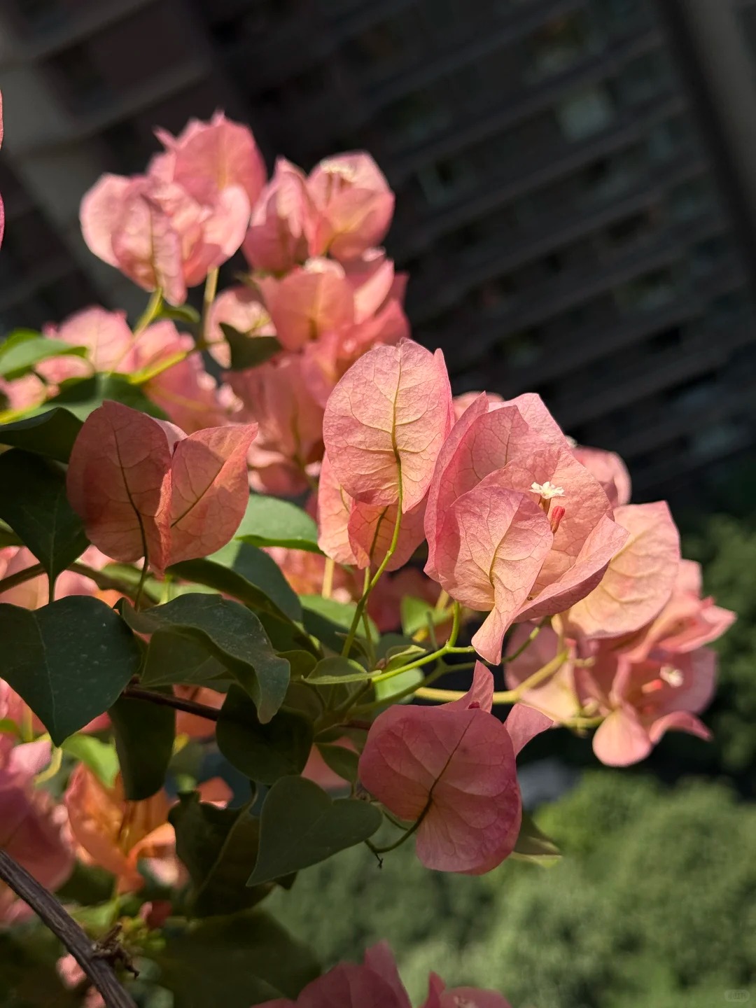 【日落】勤花第一梯队，轻松开出 “见花不见叶” 的丰花效果