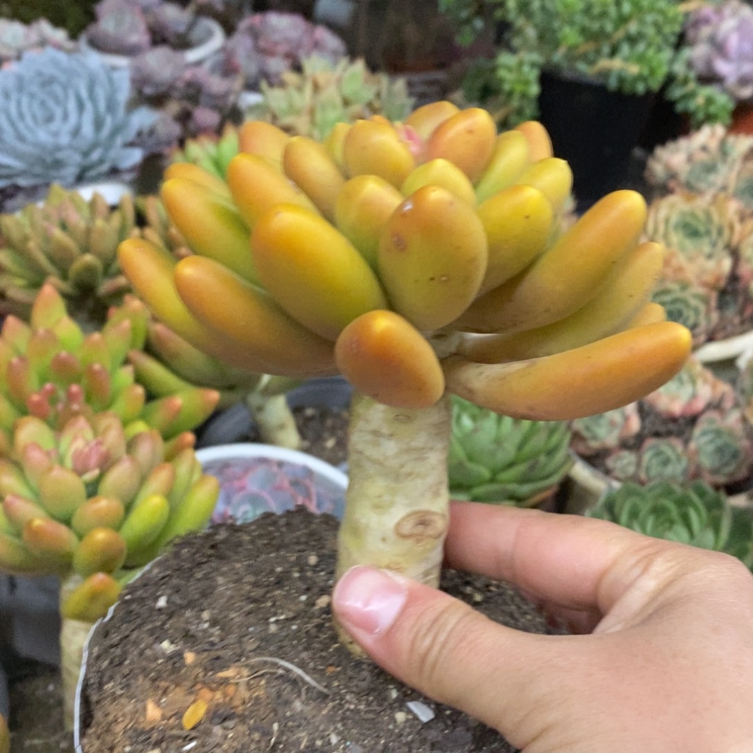 金蝉大单头老桩多肉