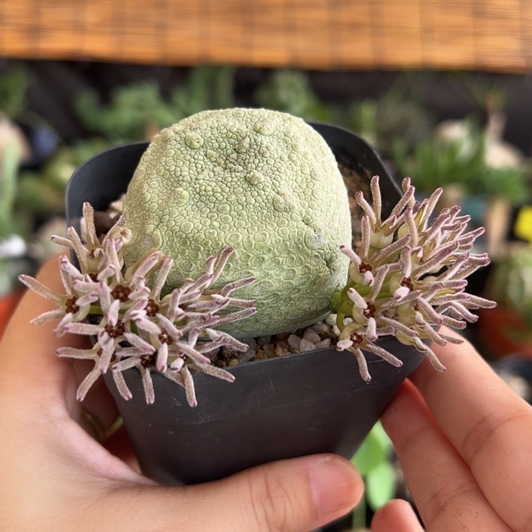 凝蹄玉1111111111111