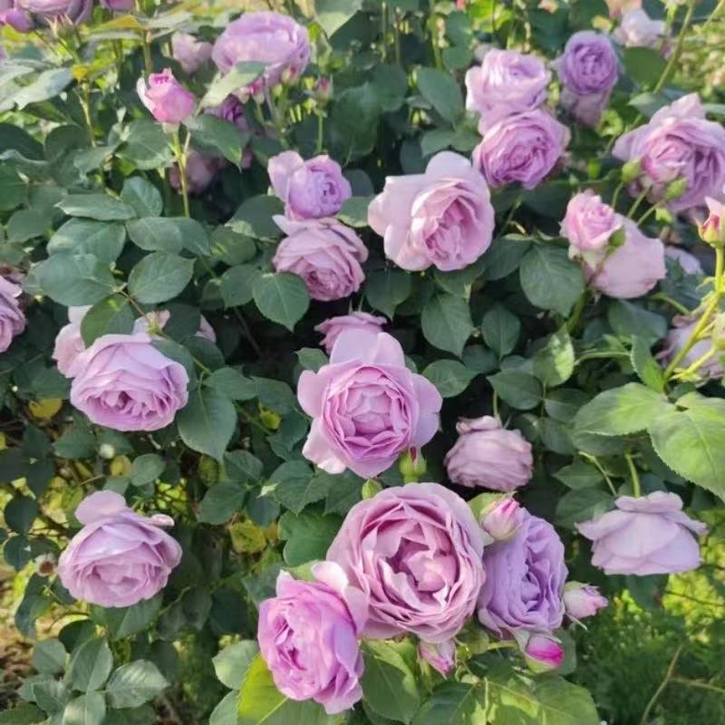 【蓝色风暴】庭院爬藤月季玫瑰盆栽绿植花卉阳台大苗娜塔莉