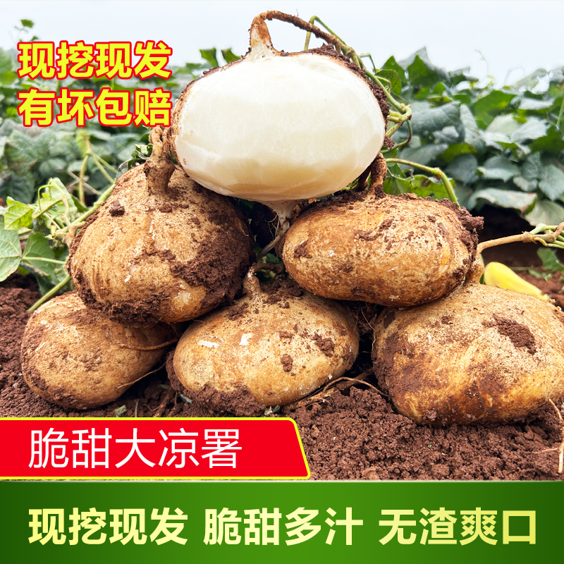 广西凉薯白地瓜地梨地萝卜5/9沙葛土瓜汁水丰富即吃水果