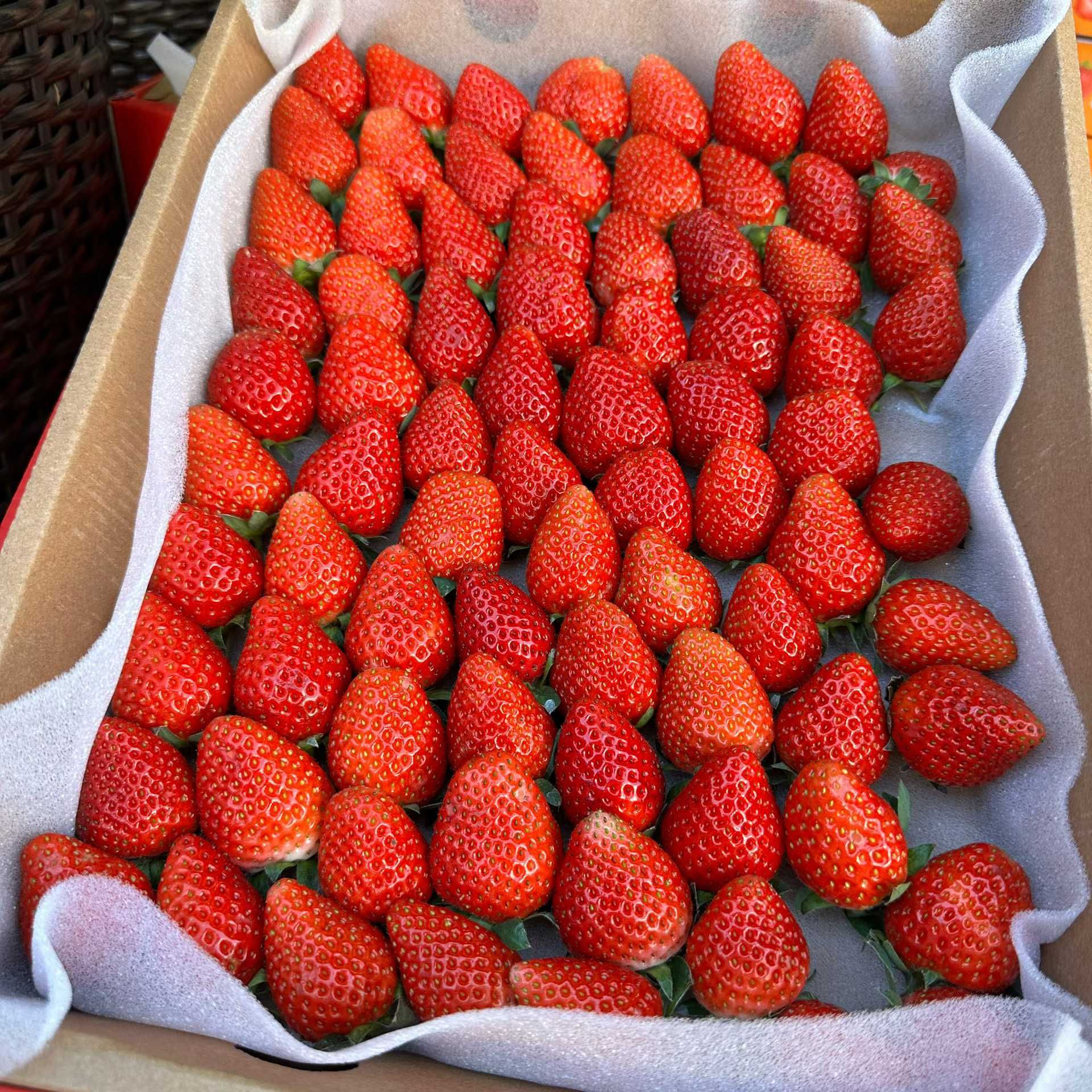 凤梨草莓大盒（大果）1.5公斤