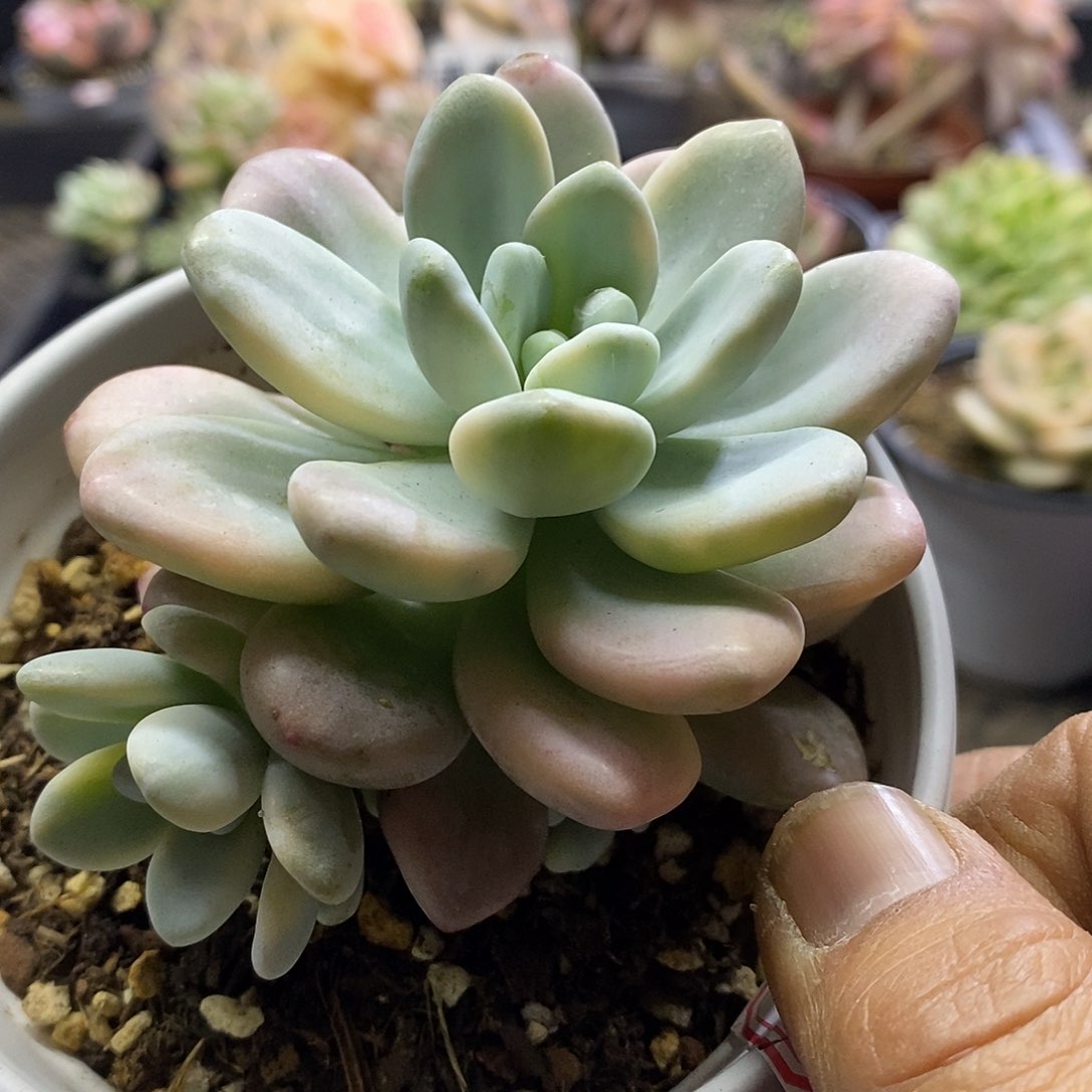 07209洛神锦带崽多肉