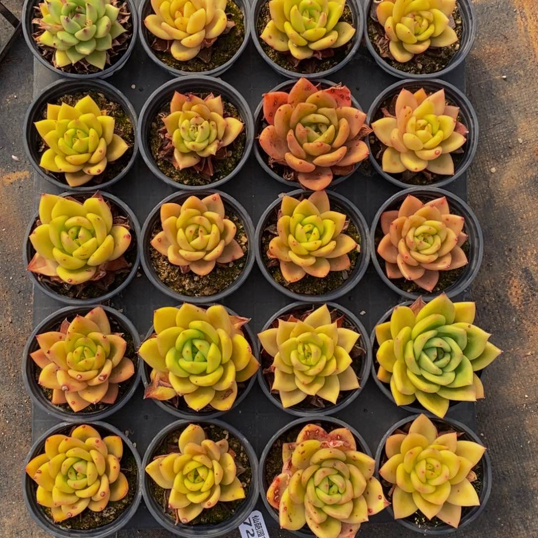 721的人生态度就是这样