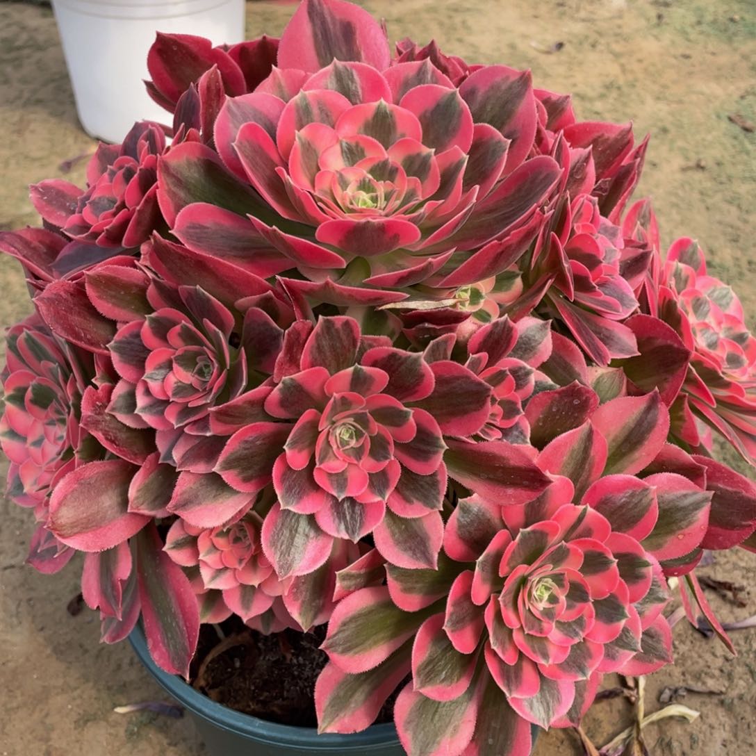 601粉女郎精品法师多肉