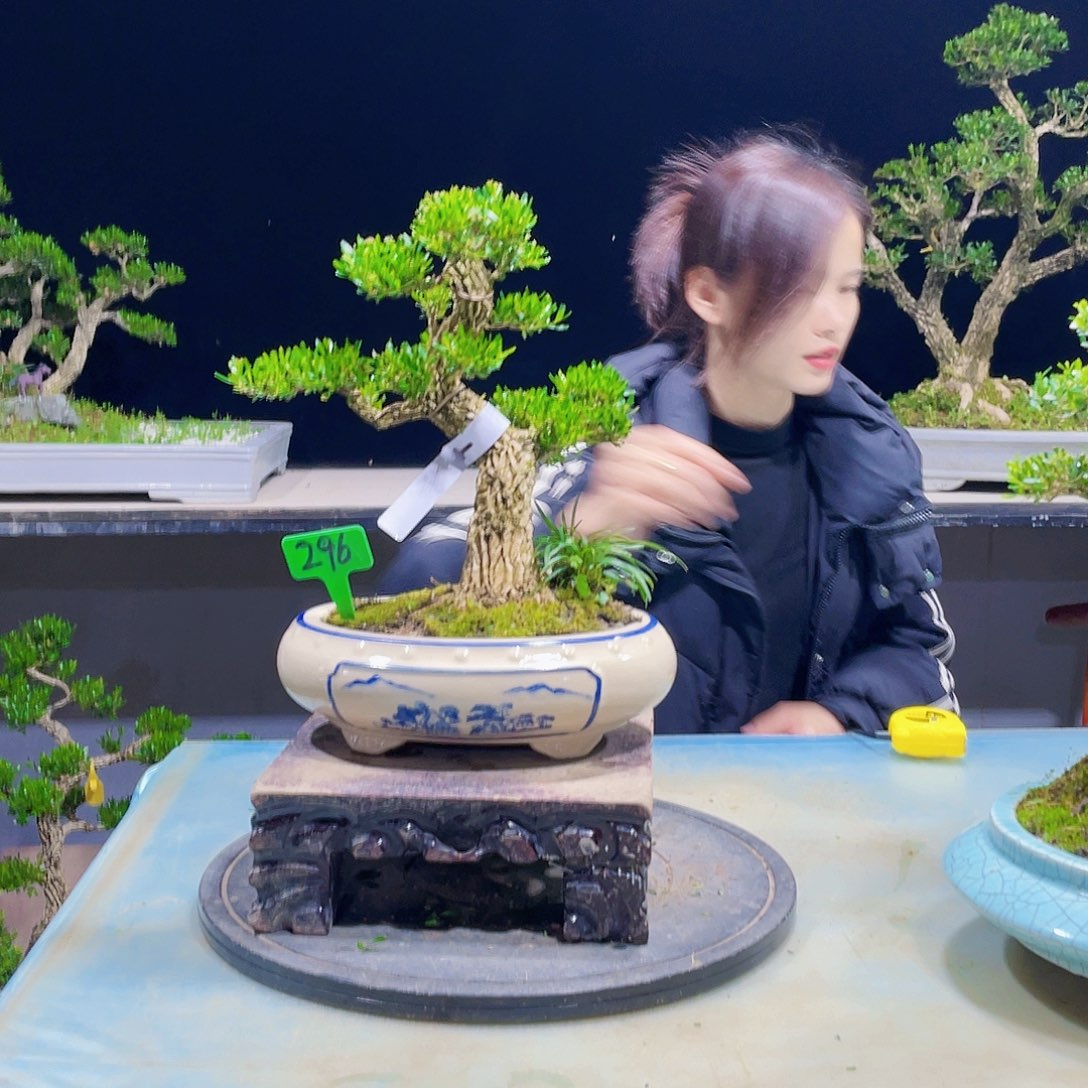 黄杨黄杨黄杨黄杨296