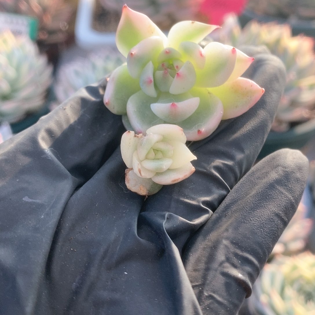 234锦锦锦锦锦锦