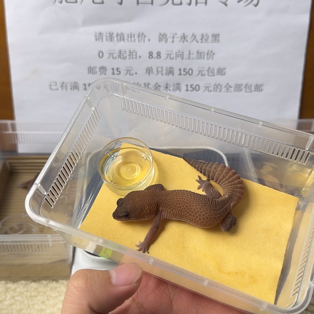 肥尾守宫无纹妹妹