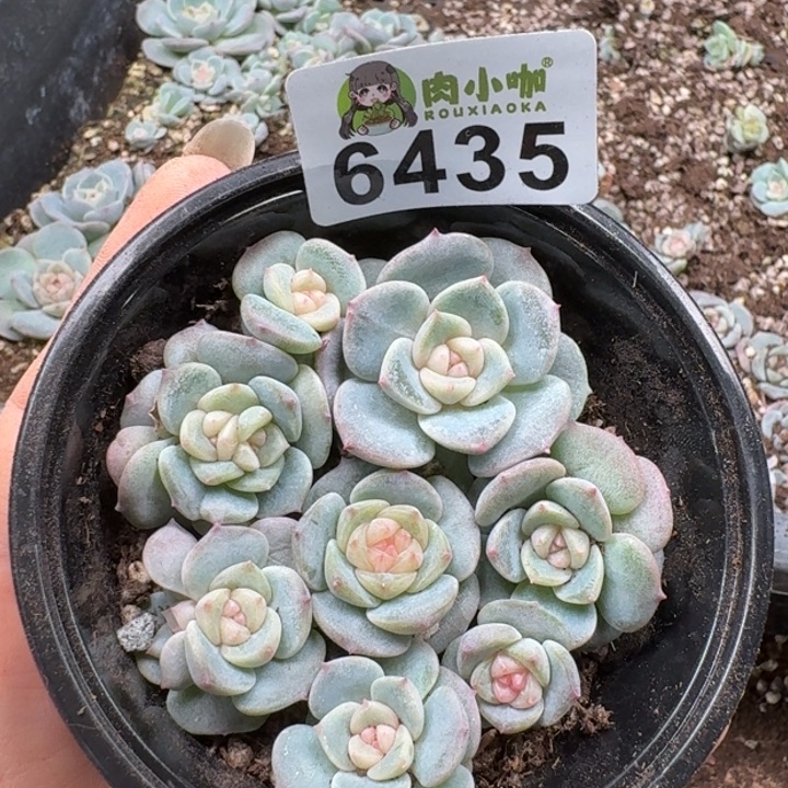 多肉植物多肉植物
