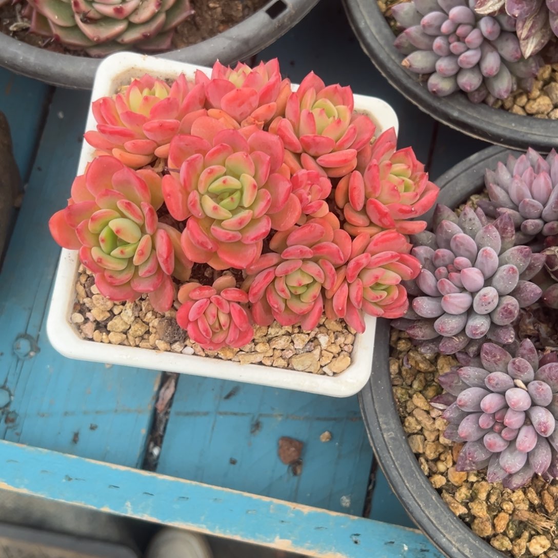 精品多肉植物老桩