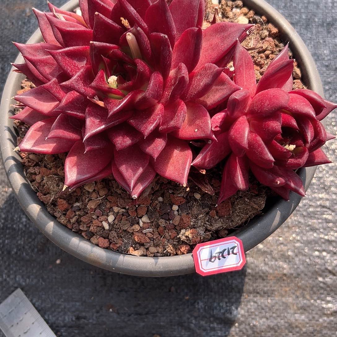 咪*罗卡多肉21229