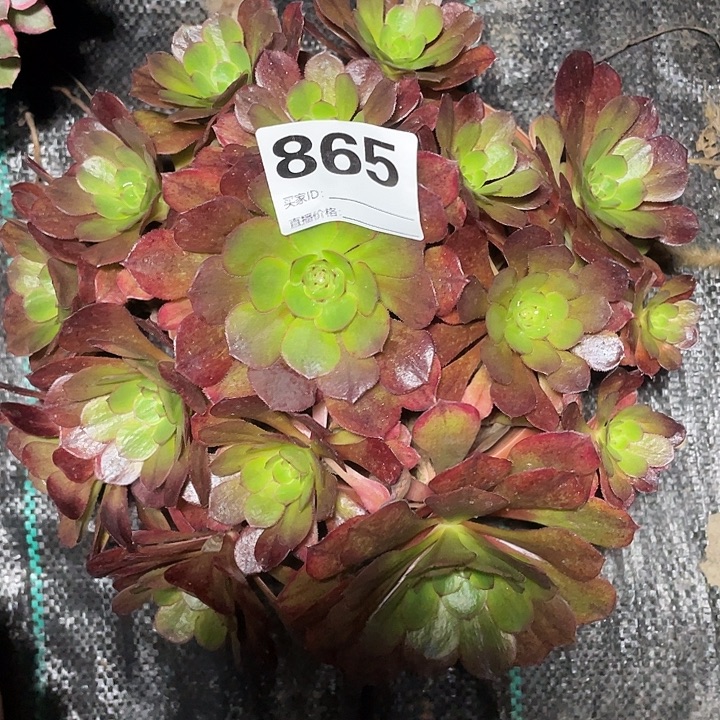 865万七彩法师3-9