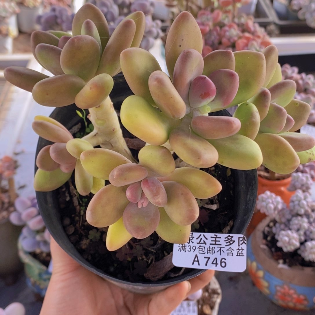 芒果奶老桩14cm746多肉植物