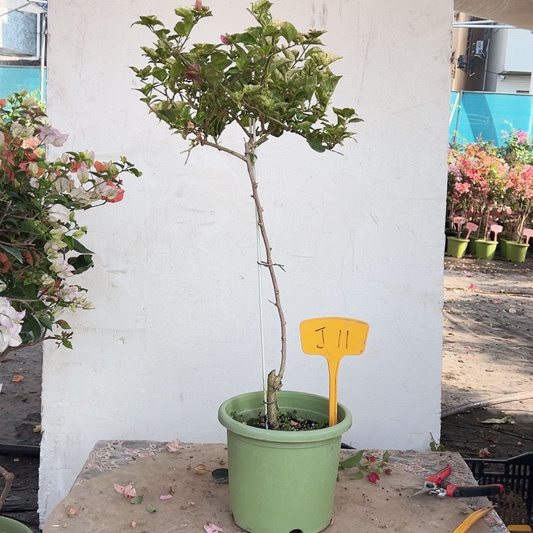 黄***咩大部分花苞少量开放J11斑叶米罗