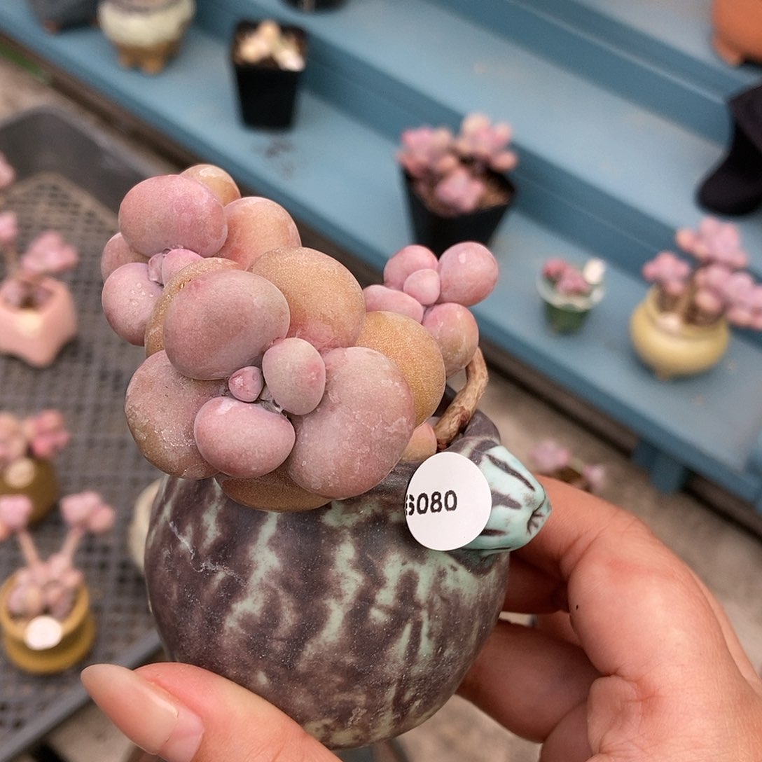 6080糖果腰子蛋带韩式手捏盆发货