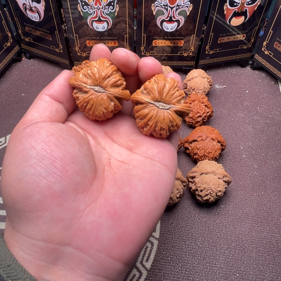 红***鱼核桃白狮子1111111111