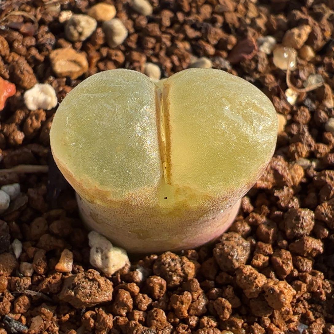 088多肉植物百科