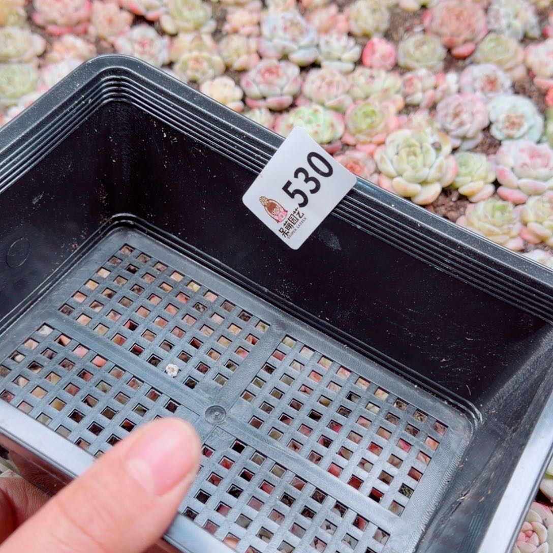 嘉***多肉植物多肉植物