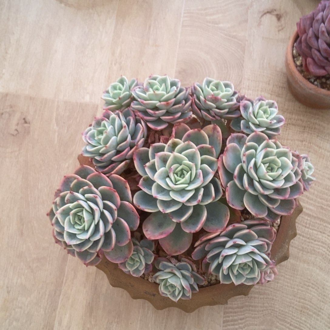 黄金哈密瓜肉多肉多肉多肉多肉