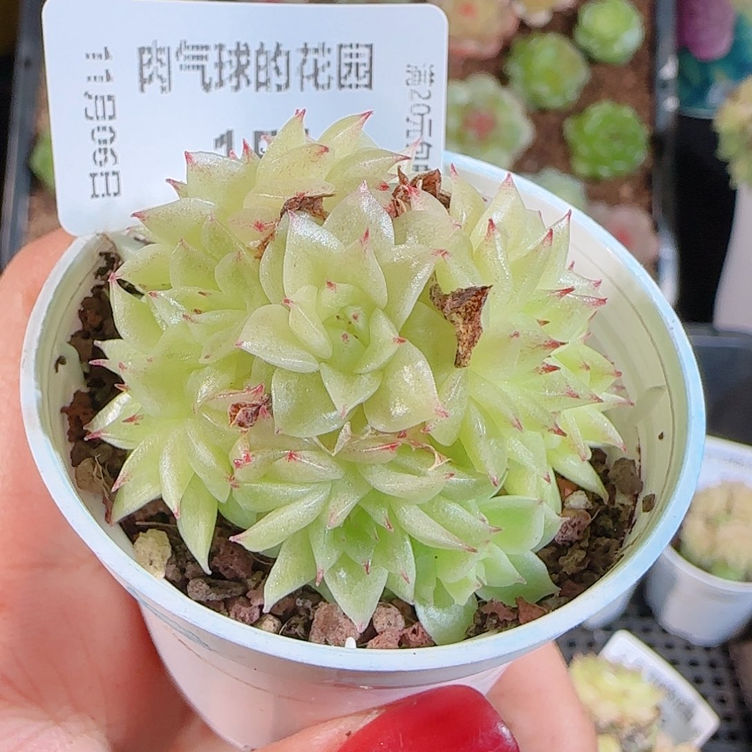 1106-151福利一号任意发一物