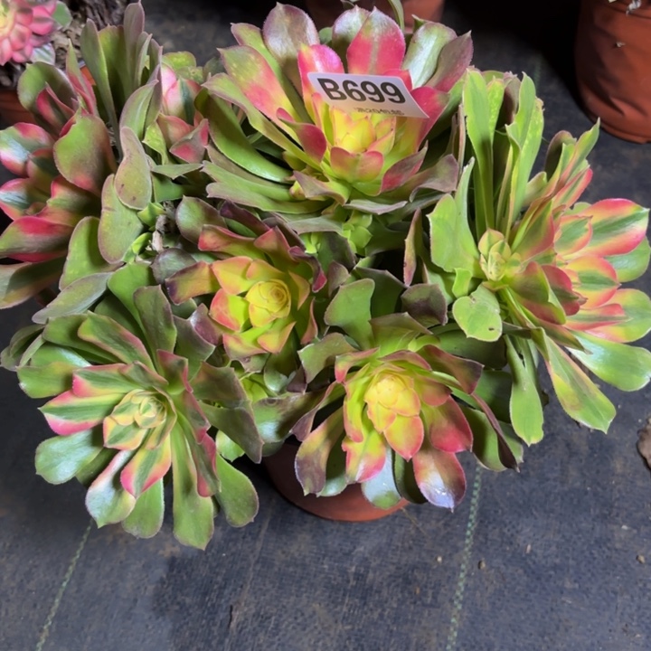 瑞妈，，。。。。699洛神，