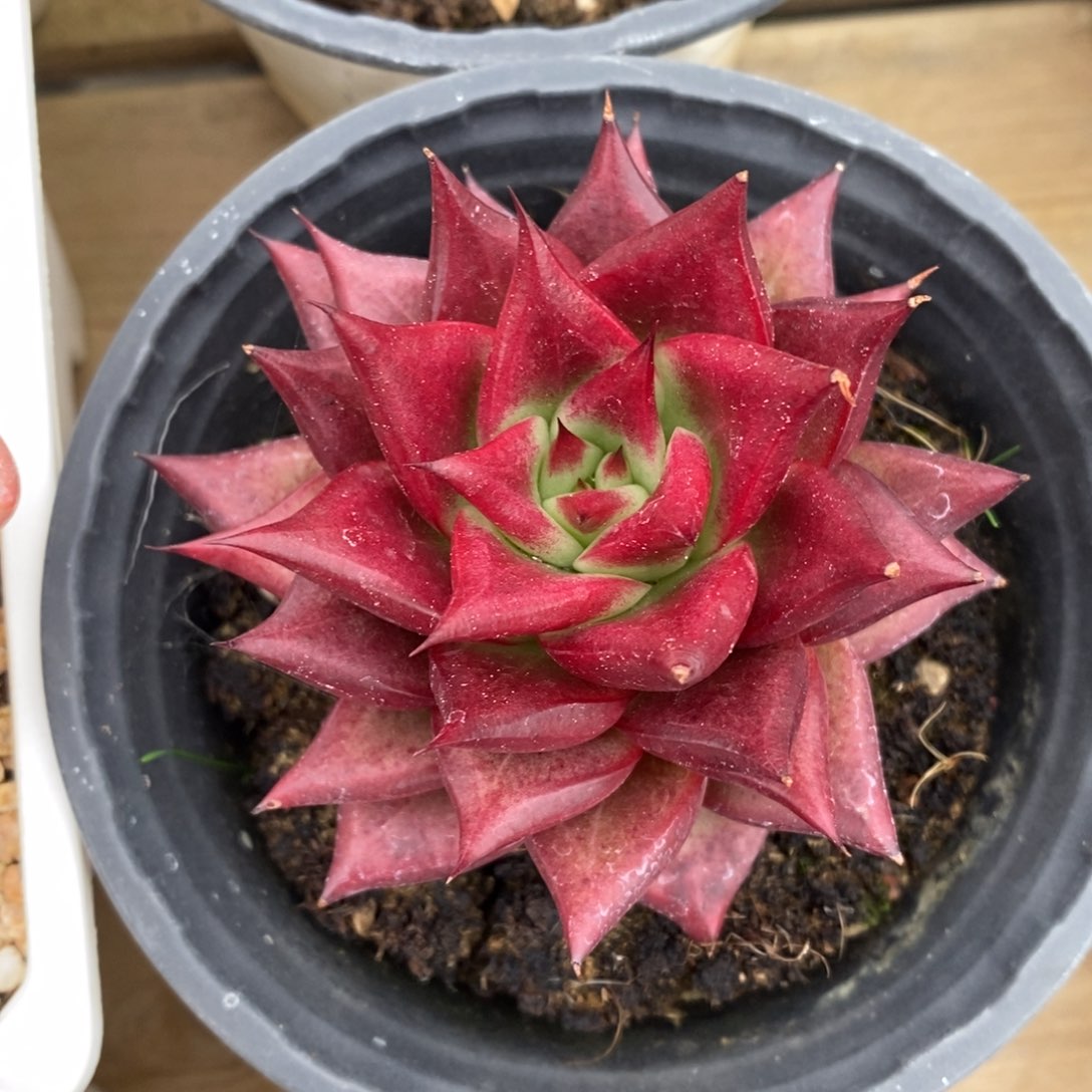 自助下单一物一拍多肉可寄养-罗槟