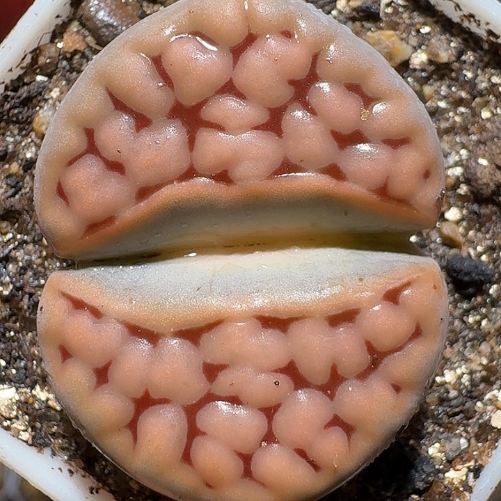 生石花111112。  非洲嘴。  220