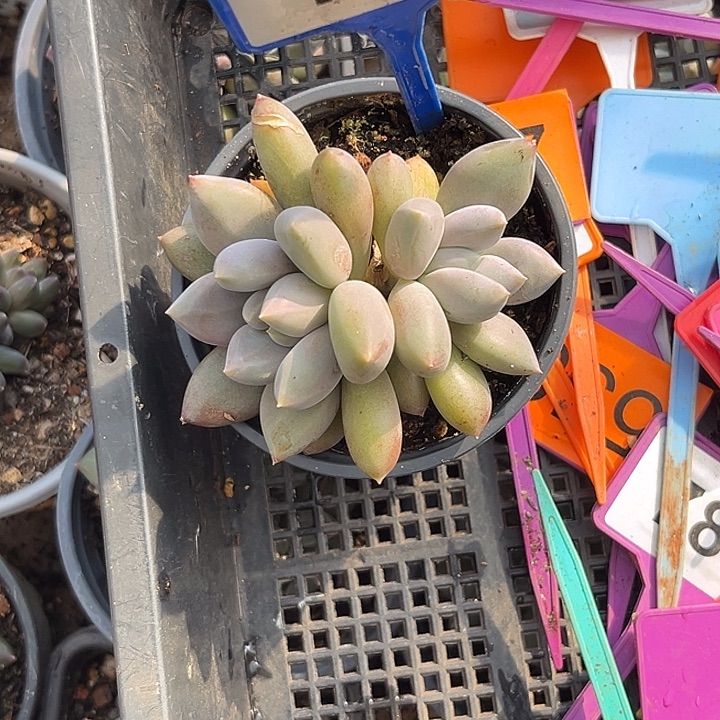 多肉植物胖体哥特128