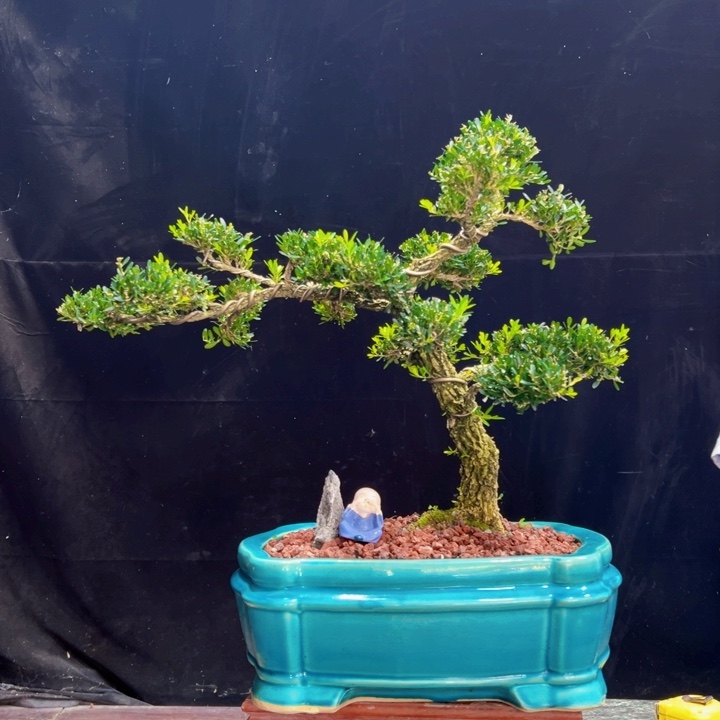 无花朵黄杨盆景四季常绿