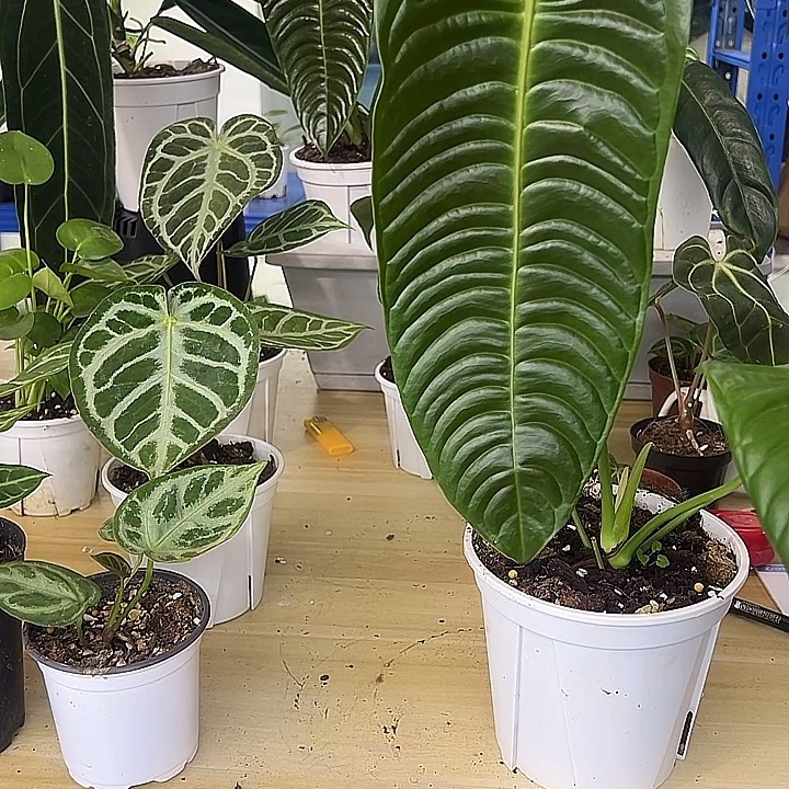 无花朵火鹤王花烛