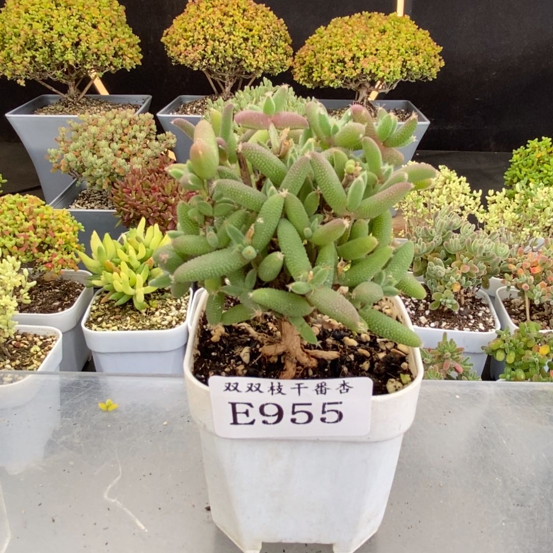 955玉米。                