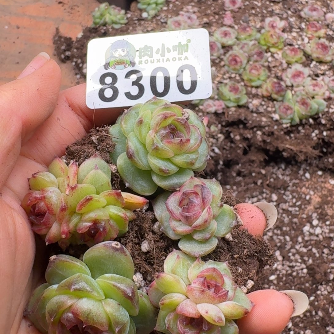 多肉植物多肉植物